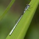 Agriocnemis argentea male-3